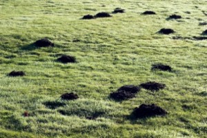 mole_damage_lawn_garden_05